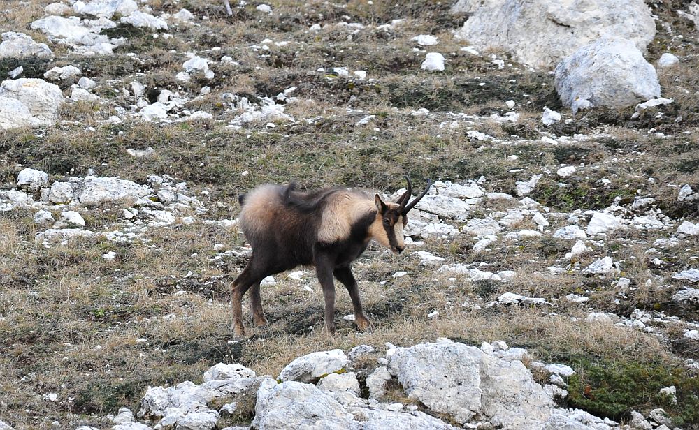 Camoscio appenninico - Rupicapra pyrenaica ornata